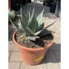 Agave Havardiana -15°C