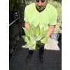 Agave Havardiana -15°C