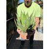 Agave Havardiana -15°C