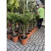 Trachycarpus wagnerianus, výška 100 cm, kmen 15 cm