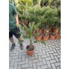 Trachycarpus wagnerianus, výška 100 cm, kmen 15 cm