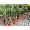 Trachycarpus wagnerianus, výška 100 cm, kmen 15 cm