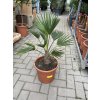 Trachycarpus wagnerianus, výška 75 cm, kmen 10 cm