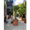Trachycarpus wagnerianus, výška 100 cm, kmen 15 cm