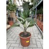 Trachycarpus wagnerianus, výška 100 cm, kmen 15 cm