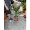 Trachycarpus wagnerianus, výška 75 cm, kmen 10 cm