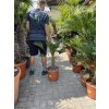 Trachycarpus wagnerianus, výška 100 cm, kmen 15 cm