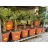 Trachycarpus wagnerianus, výška 100 cm, kmen 15 cm