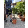 Trachycarpus wagnerianus, výška 75 cm, kmen 10 cm