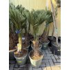 Trachycarpus wagnerianus, výška 110 cm, kmen 25 cm