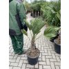 Trachycarpus wagnerianus, výška 110 cm, kmen 25 cm