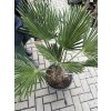 Trachycarpus wagnerianus, výška 110 cm, kmen 25 cm