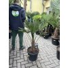 Trachycarpus wagnerianus, výška 110 cm, kmen 25 cm