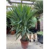 Yucca elephantipes, juka, původ rostliny Španělsko. 180 cm