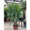 Yucca elephantipes, juka, původ rostliny Španělsko. 180 cm