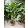 ALOCASIA cucullata 90 cm