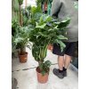 ALOCASIA cucullata 90 cm