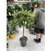 Ficus Amstel King, původ rostliny Španělsko. 140 cm