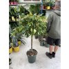 Ficus Amstel King 150 cm