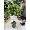 Ficus Amstel King, původ rostliny Španělsko. 140 cm