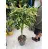 Ficus Amstel King 150 cm