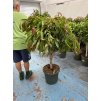 Ficus Amstel King 150 cm