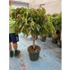 Ficus Amstel King 150 cm