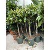 Ficus Amstel King 170 cm