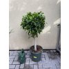 Ficus Nitida 120 cm