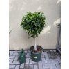 Ficus Nitida 130 cm