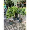 Ficus Nitida 130 cm