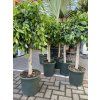 Ficus Nitida 130 cm