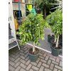 Ficus Nitida 130 cm
