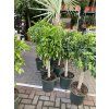 Ficus Nitida 130 cm