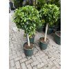 Ficus Nitida 130 cm