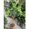 Ficus Lyrata, 170 cm