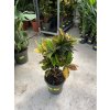 Codiaeum variegatum, kroton. 70 cm