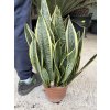 Sansevieria trifasciata, tchynin jazyk. 50 cm