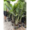 Strelitzia augusta, původ Španělsko 100 cm