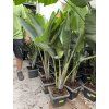 Strelitzia augusta, původ Španělsko 120 cm