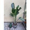 Strelitzia augusta, původ Španělsko 120 cm