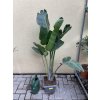Strelitzia augusta, původ Španělsko 160 cm