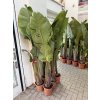 Strelitzia augusta, původ Španělsko 100 cm