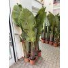 Strelitzia augusta, původ Španělsko 120 cm