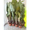 Strelitzia augusta, původ Španělsko 120 cm