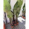 Strelitzia augusta, původ Španělsko 120 cm