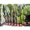 Strelitzia augusta, původ Španělsko 120 cm