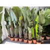 Strelitzia augusta, původ Španělsko 160 cm