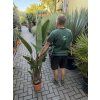Strelitzia augusta, původ Španělsko 120 cm