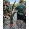 Strelitzia augusta, původ Španělsko 120 cm